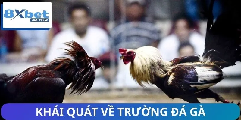 Trường Đá Gà – Thế Giới Đỉnh Cao Của Những Chiến Kê 1 Sơ lưọc thông tin về trường đá gà