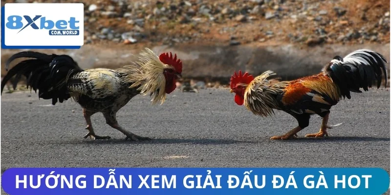 Những Giải Đấu Đá Gà Hot Nhất Trên Trang Game 8XBET 3 5 bước xem toàn bộ giải hot có trên hệ thống