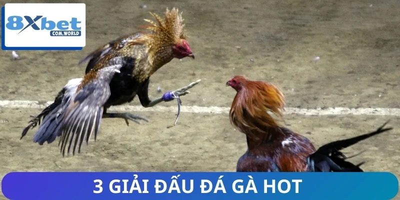 Những Giải Đấu Đá Gà Hot Nhất Trên Trang Game 8XBET 1 3 giải đấu đá gà hot được cập nhật mỗi ngày