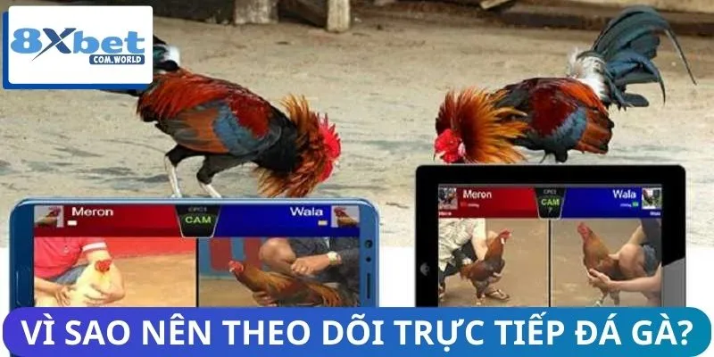 Xem phát sóng trực tiếp đá gà mang đến nhiều lợi ích
