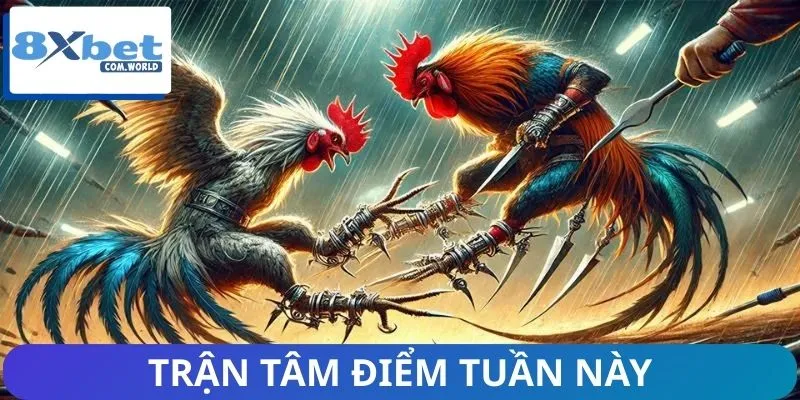 Các Trận Đấu Đáng Chú Ý Tuần Này 8XBET – Đụng Độ Rực Lửa 1 Những trận đá gà rực lửa khiến người xem mãn nhãn