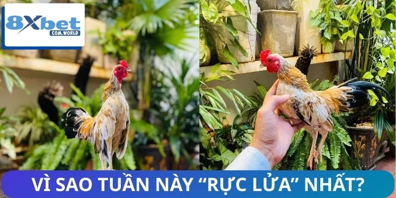Các Trận Đấu Đáng Chú Ý Tuần Này 8XBET – Đụng Độ Rực Lửa 3 Những trận đấu đáng chú ý tuần này cực Hot