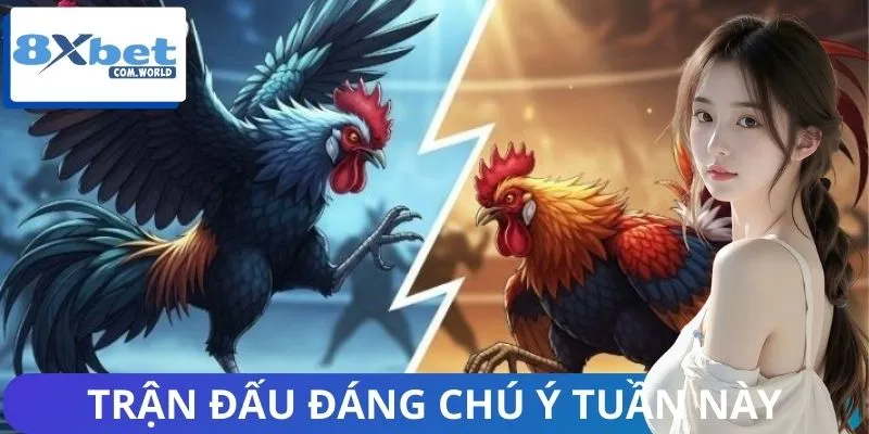 Các Trận Đấu Đáng Chú Ý Tuần Này 8XBET – Đụng Độ Rực Lửa
