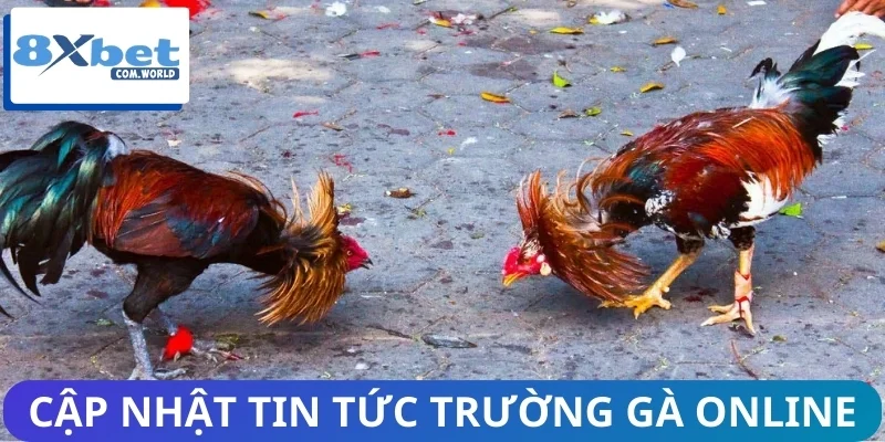 Cập nhật một số tin tức nóng nổi từ trường gà